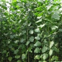 江蘇楊樹(shù)苗價(jià)格哪家楊樹(shù)苗最便宜