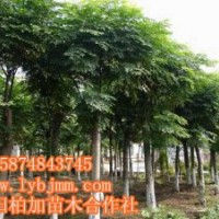 瀏陽欒樹、精品移栽欒樹批發(fā)、欒樹批發(fā)價格