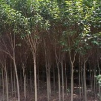 最新大葉女貞價格