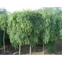 【精品推薦】供應3-10cm龍爪槐，1-3年的帽，5000棵。