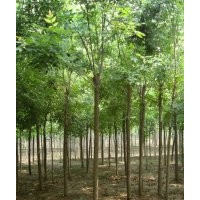 白蠟 合歡苗 白蠟定桿，白蠟全冠，1-20公分白蠟供應(yīng)