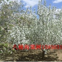 低價(jià)八棱海棠樹.精品八棱海棠樹