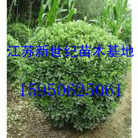 供應江蘇冬青球價格 江蘇冬青條價格