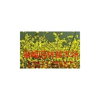 拋售:迎春,沭陽迎春,扶芳藤,沭陽扶芳藤,衛矛