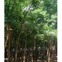國槐 刺槐 紫穗槐，香椿