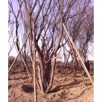 供應茶條槭