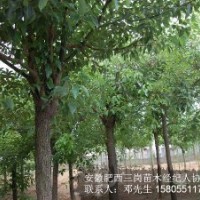 安徽肥西出售2-3-4-5-6公分全冠香樟，截桿香樟價格