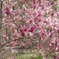 供應河南花木，鄢陵花木月季，國槐、欒樹、合歡、青桐、白臘、大