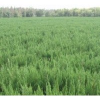 價錢的龍柏價格（江蘇40高20冠幅龍柏價格）