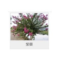 供應頂級紫荊 紫薇 猬實 紅寶石