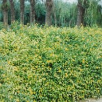 供應頂級雙花棣棠 珍珠梅 榆葉梅 木槿