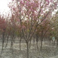 山東速生國槐基地 山東紫葉李 櫻花 速生柳