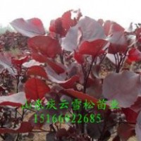 種植彩紅楊經驗山東慶云彩紅楊種植基地