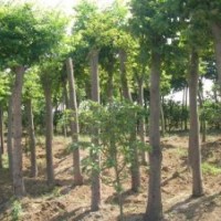 急售（5-12公分）欒樹