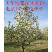 供應6公分八棱海棠樹