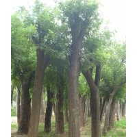 長清國槐最新價格；國槐報價