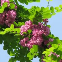香花槐，金銀花香花槐苗
