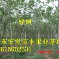 山東珍珠梅