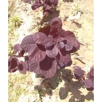 供應美國紅櫨