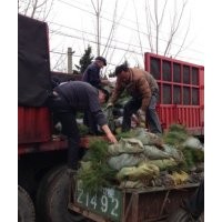 優質側柏 80公分側柏苗