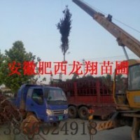 供應1-20公分紅葉李、烏桕、桂花、中華石楠、香樟、紫薇