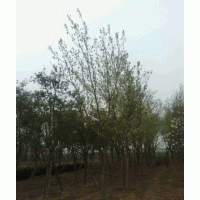 碧桃，廣玉蘭，八零海棠，白蠟，五角楓