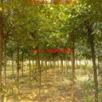 供應(yīng)杜英、紅葉李、烏桕、高桿女貞、土石楠等合肥本地苗木