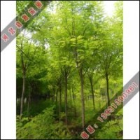 香花槐的未來發展前景
