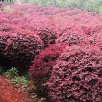 供應(yīng)苗木價格，金葉女貞，紅葉石楠，梔子花價格