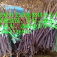 供北美海棠根接苗、北美海棠成苗、北美海棠芽苗、北美海棠砧木苗