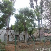 成都蘭花楹，蘭花楹大樹，蘭花楹圖片，重慶蘭花楹