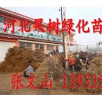5-10公分銀中楊，河北銀中楊，秦皇島銀中楊，量大優(yōu)惠