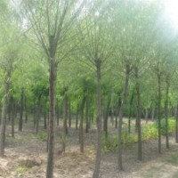 饅頭柳價格