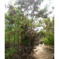 供應國槐，白蠟，香花槐