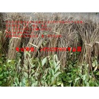 江蘇熱銷的1米高紫薇小苗50公分高紫薇苗價格