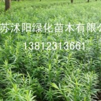 黃楊，紅瑞木，黃柳