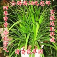 我苗圃大量供應；龍柏，紅王紫錦帶，紅葉小檗