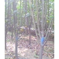 專營西府海棠 3公分西府海棠 4公分西府海棠