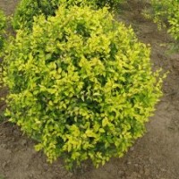 【精品推薦】供應地接、高接金葉榆，粗度0.8-10cm，嫁接高度8-12