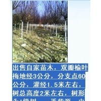 刺柏，萱草，景天