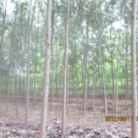 供應(yīng)毛白楊、速生法桐小苗、白臘半成品等優(yōu)質(zhì)綠化苗和小苗