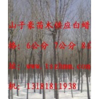 泰山子豪苗木供應：|速生白蠟|黃櫨|碧桃|雪松|龍柏|黑松|