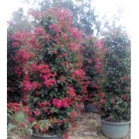 供應四季紅三角梅