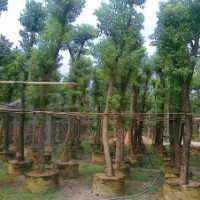 福建香樟供應商，全冠香樟的價格，移植香樟基地