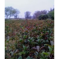 出售40-60公分高優質金球桂小苗