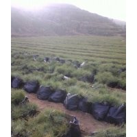 油松1-4米，另有兩年容器袋苗。