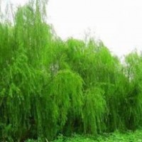 供應：國槐、欒樹、合歡、青桐、白臘、大葉女貞、垂柳