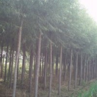 長期供應綠化苗木 速生柳 垂柳 黃柳 國槐