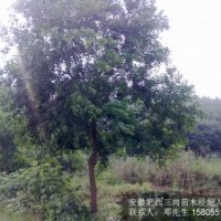 供應(yīng)烏桕樹(shù)，安徽烏桕，肥西烏桕，烏桕價(jià)格