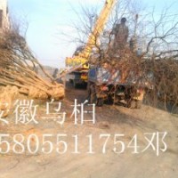 2-3-4-5-6-8-9-10公分烏桕價格，全冠烏桕，光桿烏桕價格